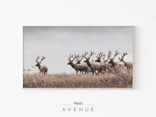 Elk Herd in Open Plains Frame TV Art | Wildlife Photography | Instant Download