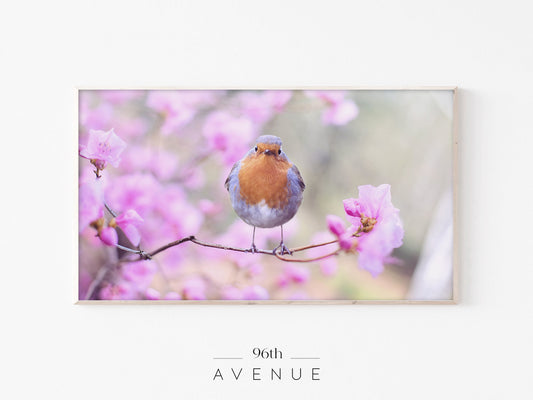 Robin Bird Frame TV Art | Spring Blossom Nature Photo | Instant Download